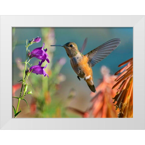 Broad Tailed Hummingbird White Modern Wood Framed Art Print by Fitzharris, Tim