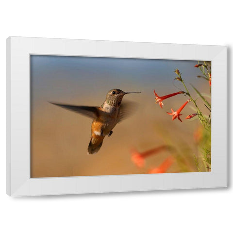Broad Tailed Hummingbird White Modern Wood Framed Art Print by Fitzharris, Tim