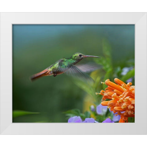 Rufous Tailed Hummingbird at Flame Vine White Modern Wood Framed Art Print by Fitzharris, Tim