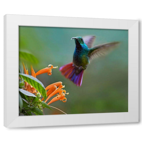 Green Breasted Mango Hummingbird at Flame Vine White Modern Wood Framed Art Print by Fitzharris, Tim