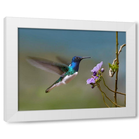 White Necked Jacobin Hummingbird White Modern Wood Framed Art Print by Fitzharris, Tim