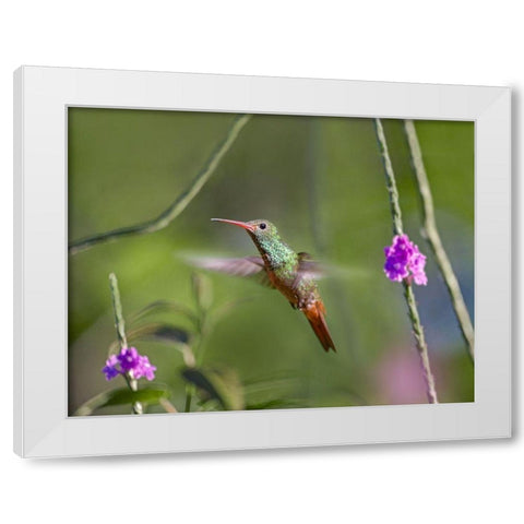 Rufous Tailed Hummingbird White Modern Wood Framed Art Print by Fitzharris, Tim