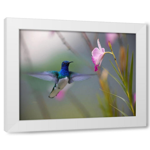 White Necked Jacobin Hummingbird White Modern Wood Framed Art Print by Fitzharris, Tim