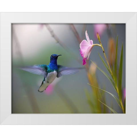 White Necked Jacobin Hummingbird White Modern Wood Framed Art Print by Fitzharris, Tim