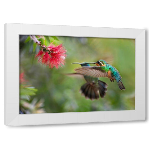 Gray Tailed Mountain Gem Female and Green Violet-Ear Hummingbird White Modern Wood Framed Art Print by Fitzharris, Tim