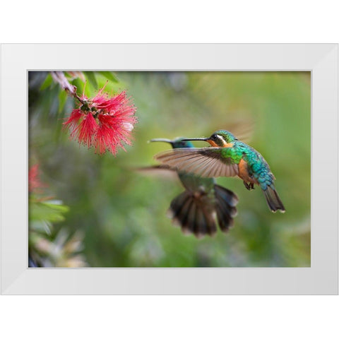 Gray Tailed Mountain Gem Female and Green Violet-Ear Hummingbird White Modern Wood Framed Art Print by Fitzharris, Tim