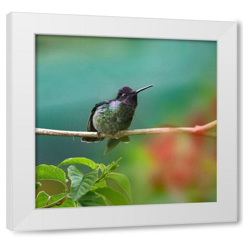 Magnificent Hummingbird White Modern Wood Framed Art Print by Fitzharris, Tim