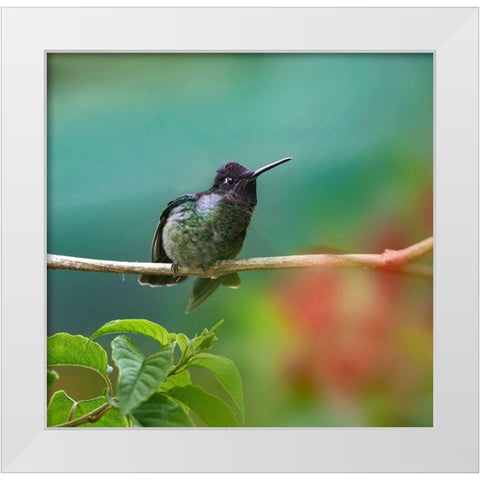 Magnificent Hummingbird White Modern Wood Framed Art Print by Fitzharris, Tim