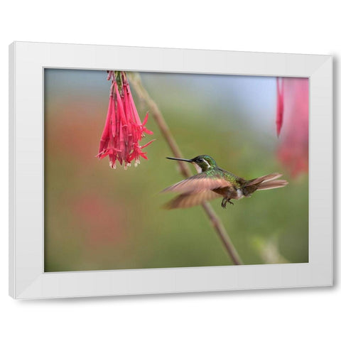 Gray Tailed Mountain Gem Hummingbird White Modern Wood Framed Art Print by Fitzharris, Tim