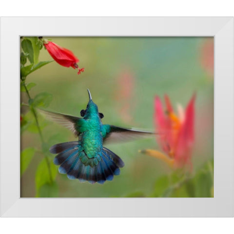 Green Violet-Ear Hummingbird White Modern Wood Framed Art Print by Fitzharris, Tim