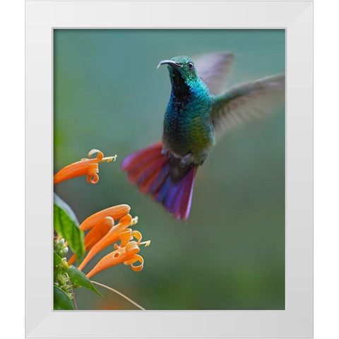 Green Breasted Mango Hummingbird at Flame Vine White Modern Wood Framed Art Print by Fitzharris, Tim