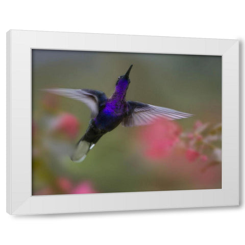 Violet Sabrewing Hummingbird White Modern Wood Framed Art Print by Fitzharris, Tim