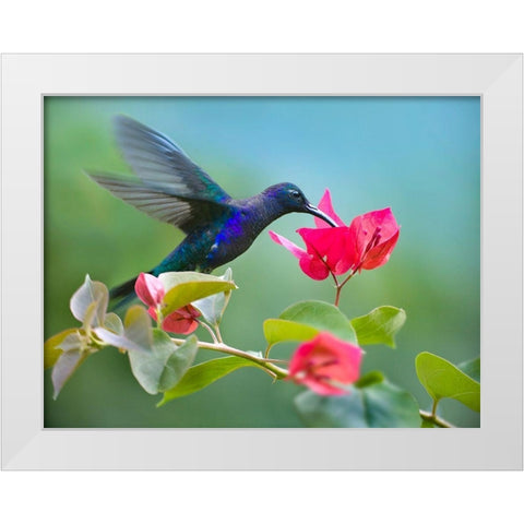 Violet Sabrewing Hummingbird White Modern Wood Framed Art Print by Fitzharris, Tim