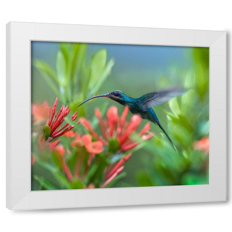 Green Hermit Hummingbird White Modern Wood Framed Art Print by Fitzharris, Tim