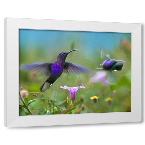 Violet Sabrewing Hummingbirds White Modern Wood Framed Art Print by Fitzharris, Tim