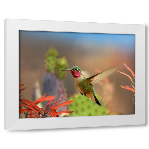 Broad Tailed Hummingbird White Modern Wood Framed Art Print by Fitzharris, Tim
