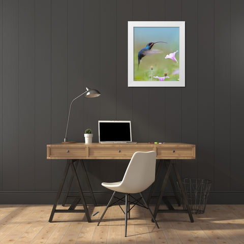 Green Hermit Hummingbird  White Modern Wood Framed Art Print by Fitzharris, Tim