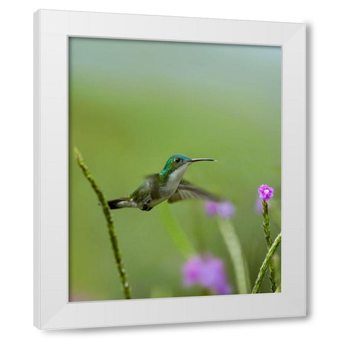 Andean Emerald Hummingbird White Modern Wood Framed Art Print by Fitzharris, Tim