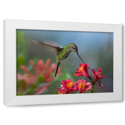 Sword Billed Hummingbird White Modern Wood Framed Art Print by Fitzharris, Tim
