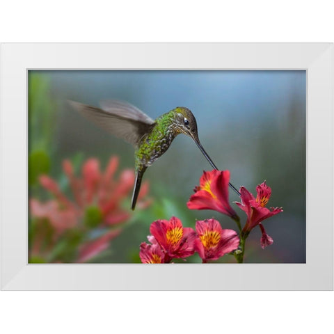 Sword Billed Hummingbird White Modern Wood Framed Art Print by Fitzharris, Tim