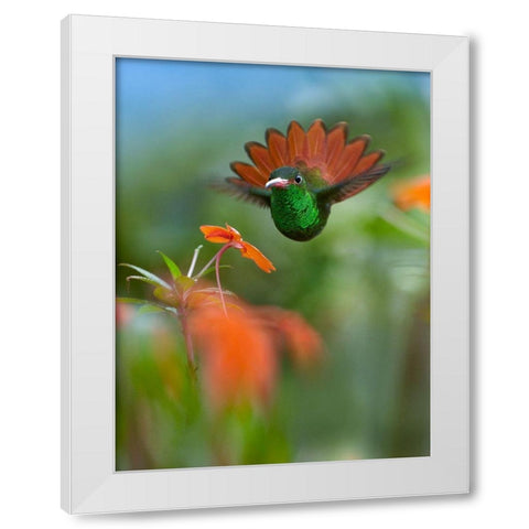 Rufous Tailed Hummingbird White Modern Wood Framed Art Print by Fitzharris, Tim