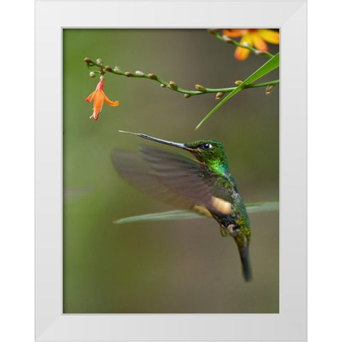 Buff Winged Starfrontlet Hummingbirds White Modern Wood Framed Art Print by Fitzharris, Tim