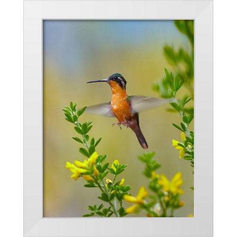 Gray Tailed Mountain Gem Hummingbird White Modern Wood Framed Art Print by Fitzharris, Tim