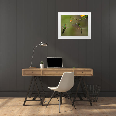 Buff Winged Starfrongtlet Hummingbirds White Modern Wood Framed Art Print by Fitzharris, Tim