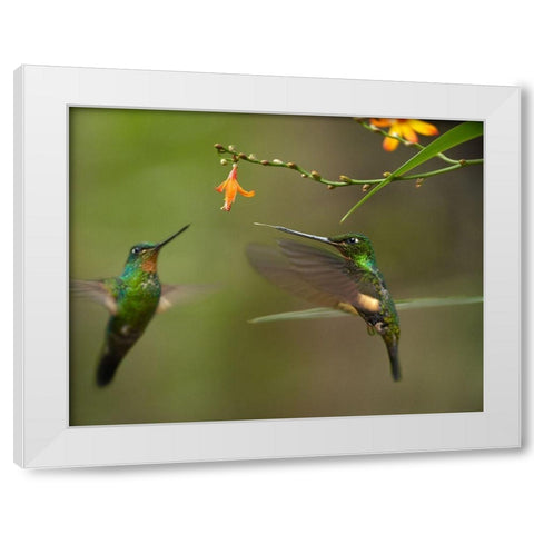 Buff Winged Starfrongtlet Hummingbirds White Modern Wood Framed Art Print by Fitzharris, Tim