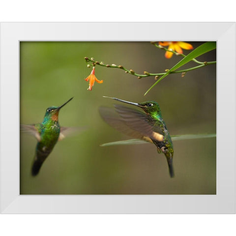 Buff Winged Starfrongtlet Hummingbirds White Modern Wood Framed Art Print by Fitzharris, Tim