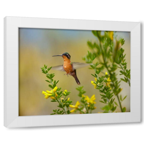 Gray Tailed Mountain-Gem Hummingbird White Modern Wood Framed Art Print by Fitzharris, Tim