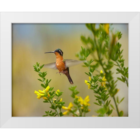 Gray Tailed Mountain-Gem Hummingbird White Modern Wood Framed Art Print by Fitzharris, Tim