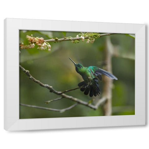 Green-Crowned Brillinat Hummingbird White Modern Wood Framed Art Print by Fitzharris, Tim