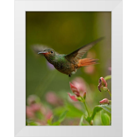 Rufous Tailed Hummingbird White Modern Wood Framed Art Print by Fitzharris, Tim