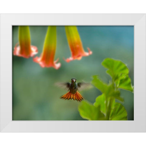 Rufous Tailed Hummingbird White Modern Wood Framed Art Print by Fitzharris, Tim