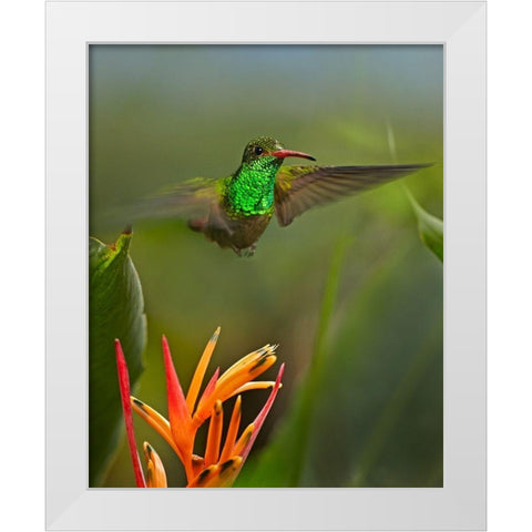 Rufous Tailed Hummingbird White Modern Wood Framed Art Print by Fitzharris, Tim