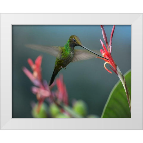 Sword Billed Hummingbird White Modern Wood Framed Art Print by Fitzharris, Tim