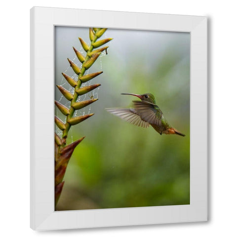 Rufous Tailed Hummingbirds White Modern Wood Framed Art Print by Fitzharris, Tim