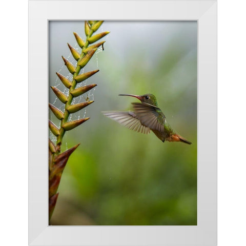 Rufous Tailed Hummingbirds White Modern Wood Framed Art Print by Fitzharris, Tim