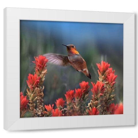 Rufous Hummingbird at Indian Paintbrushes White Modern Wood Framed Art Print by Fitzharris, Tim