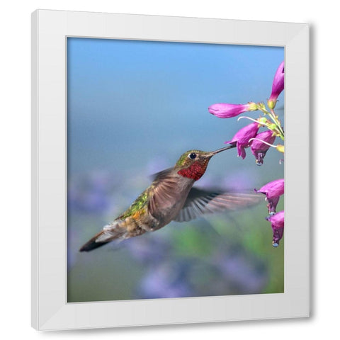 Broad Tailed Hummingbird White Modern Wood Framed Art Print by Fitzharris, Tim