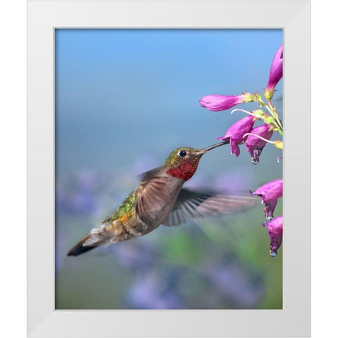 Broad Tailed Hummingbird White Modern Wood Framed Art Print by Fitzharris, Tim