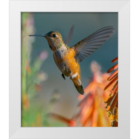 Broad Tailed Hummingbird White Modern Wood Framed Art Print by Fitzharris, Tim
