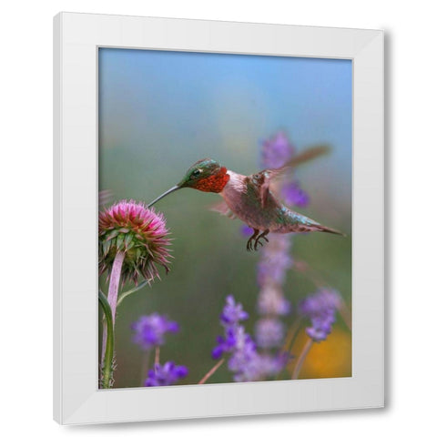 Ruby Throated Hummingbirds White Modern Wood Framed Art Print by Fitzharris, Tim
