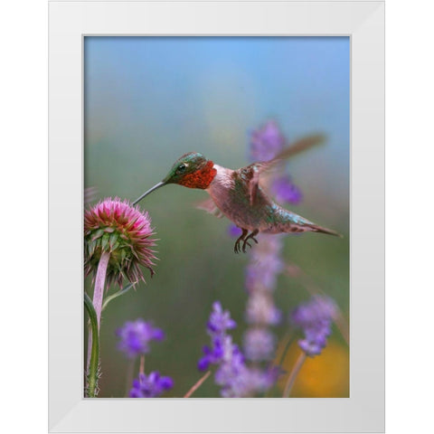 Ruby Throated Hummingbirds White Modern Wood Framed Art Print by Fitzharris, Tim
