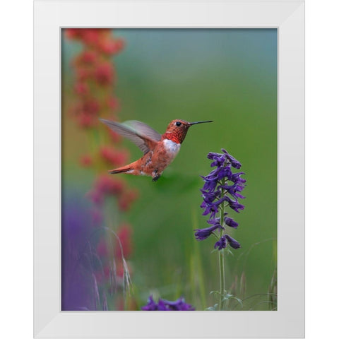 Rufous Hummingbird Hill Country White Modern Wood Framed Art Print by Fitzharris, Tim