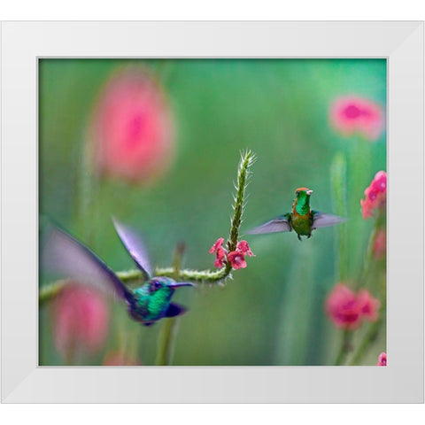 Tifted Coquette Hummingbird White Modern Wood Framed Art Print by Fitzharris, Tim