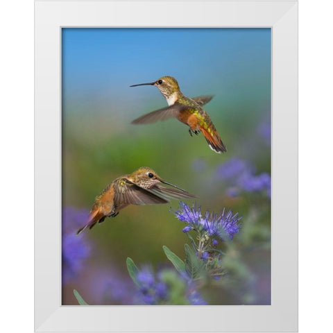 Broad Tailed Hummingbird White Modern Wood Framed Art Print by Fitzharris, Tim