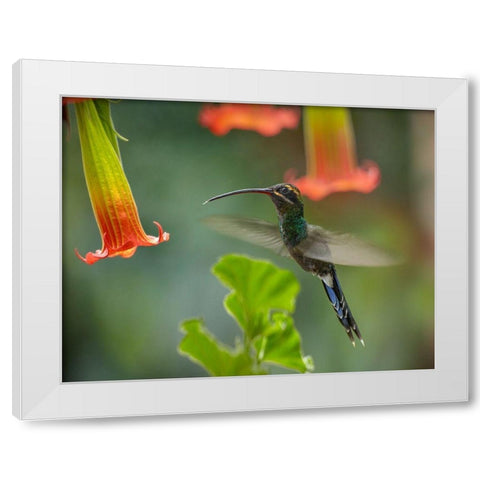 Green Hermit Hummingbird White Modern Wood Framed Art Print by Fitzharris, Tim