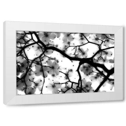 Dogwood White Modern Wood Framed Art Print by Wright, Sarah